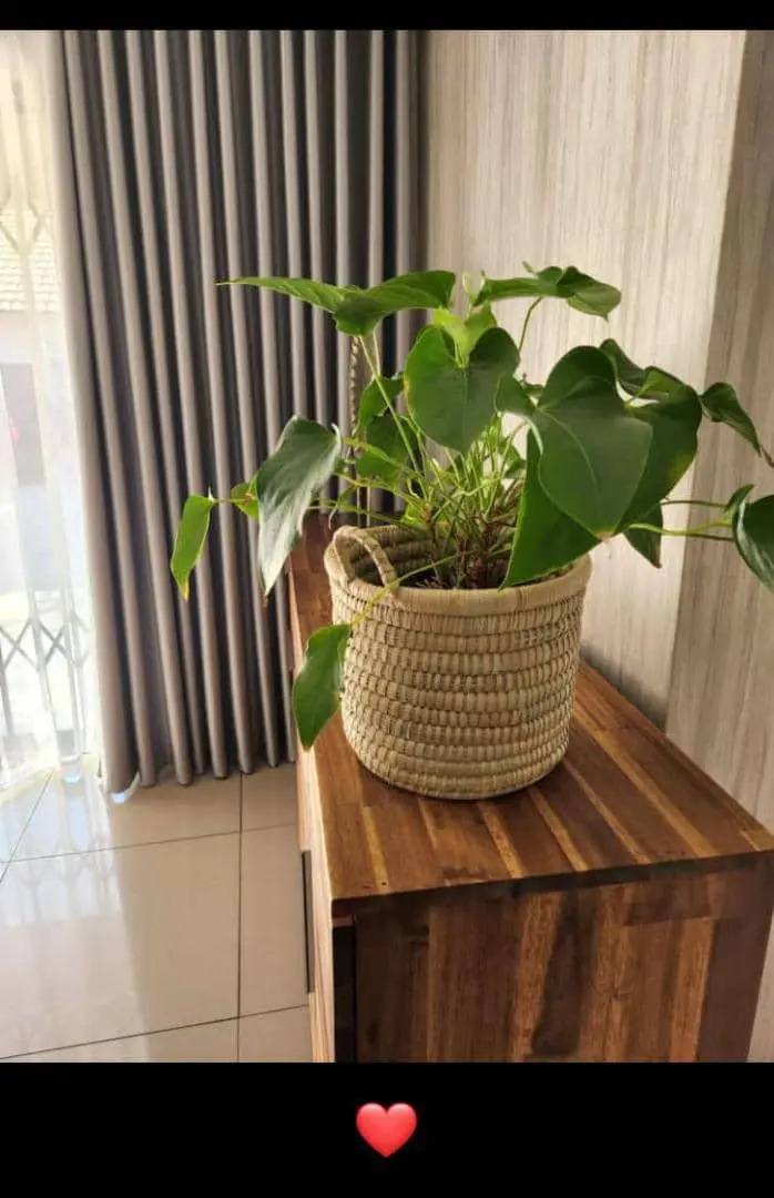 flower pot